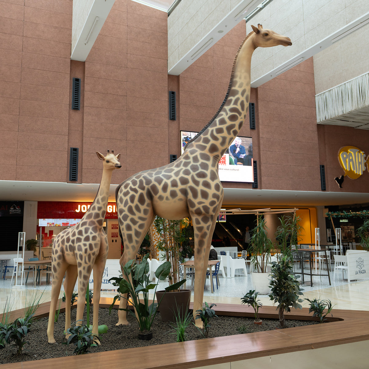 Girafe GT et PT