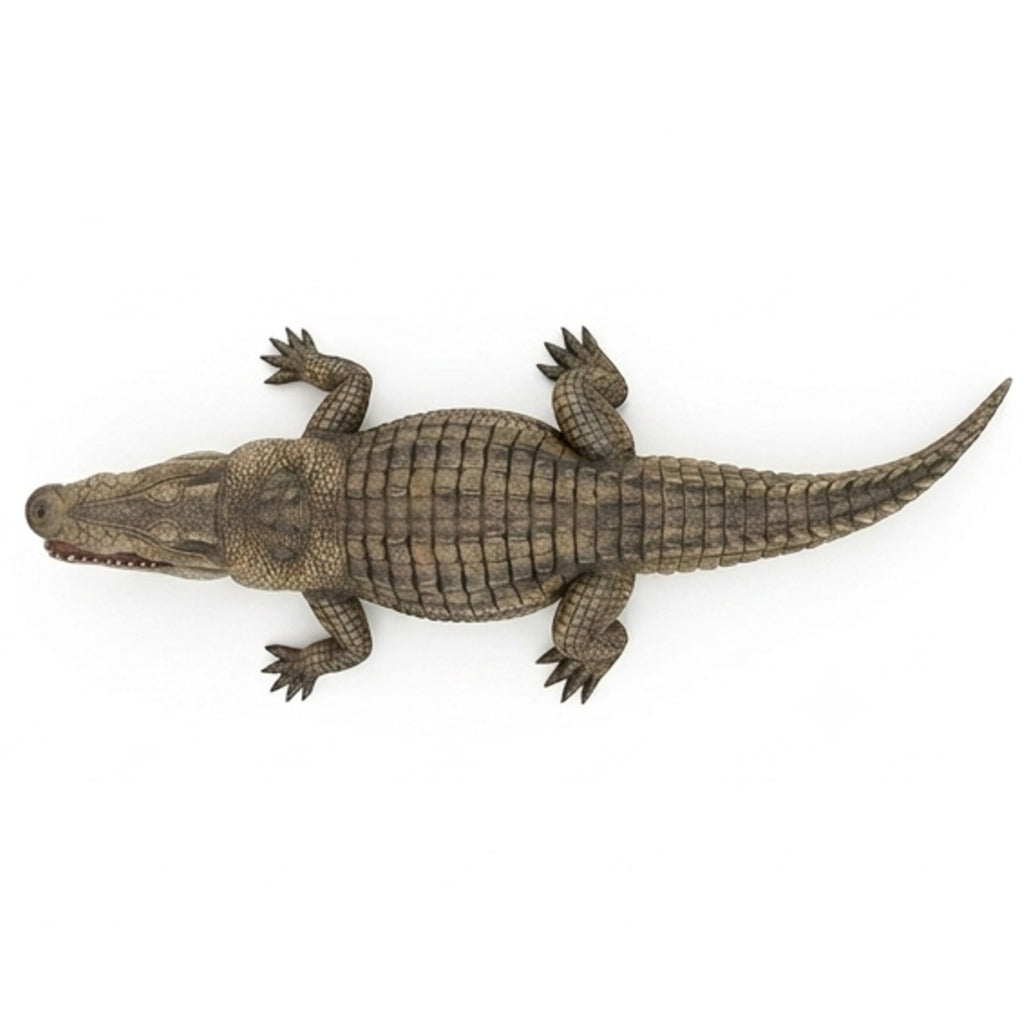 Crocodille