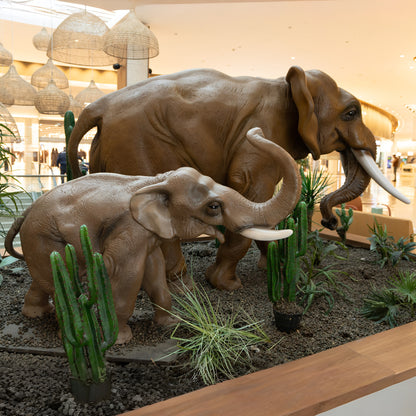 Éléphants MT et PT