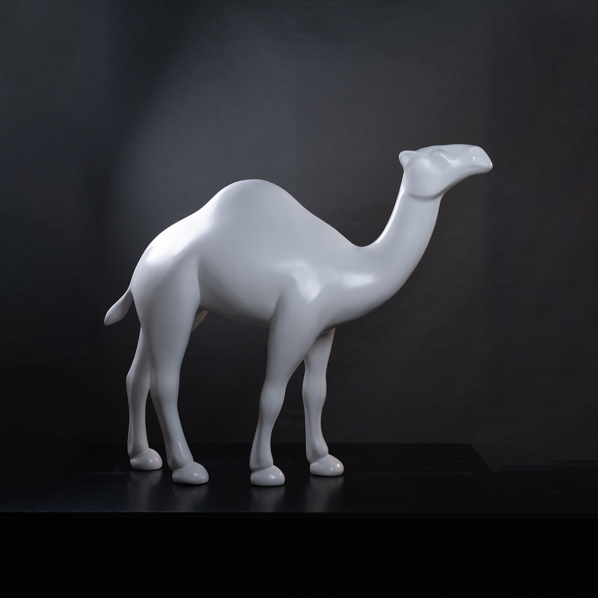 Dromadaire blanc