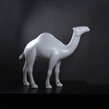 Dromadaire blanc