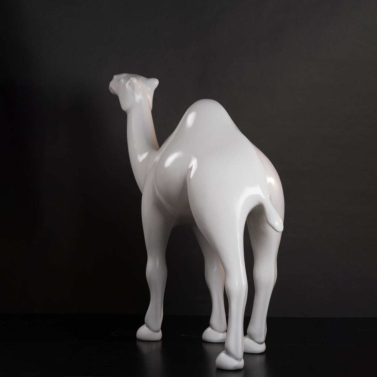 Dromadaire blanc