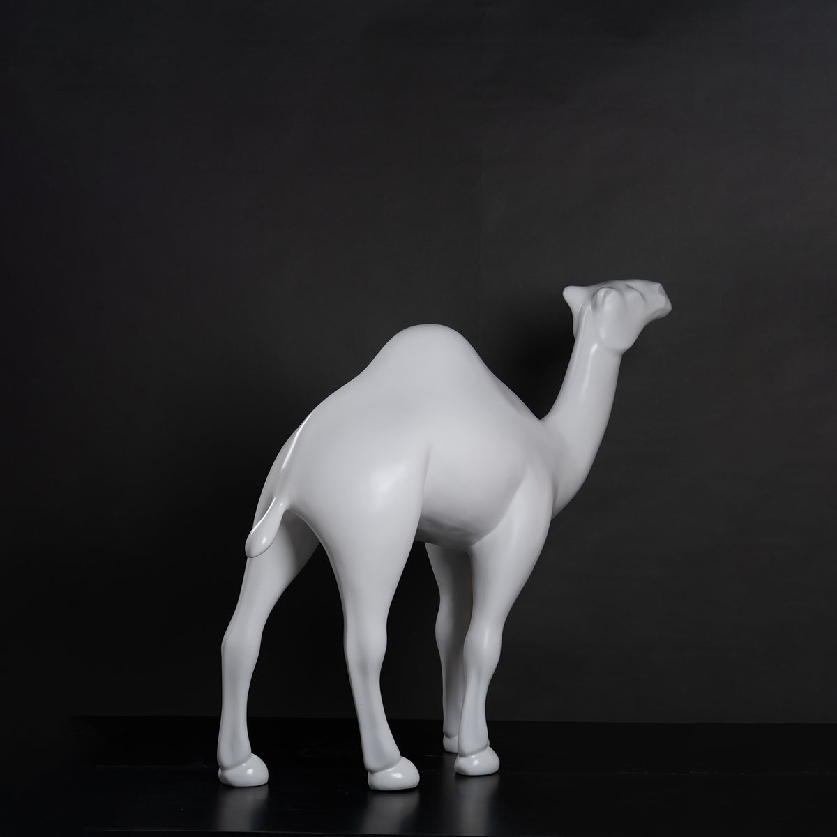 Dromadaire blanc
