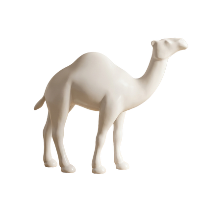 Dromadaire blanc